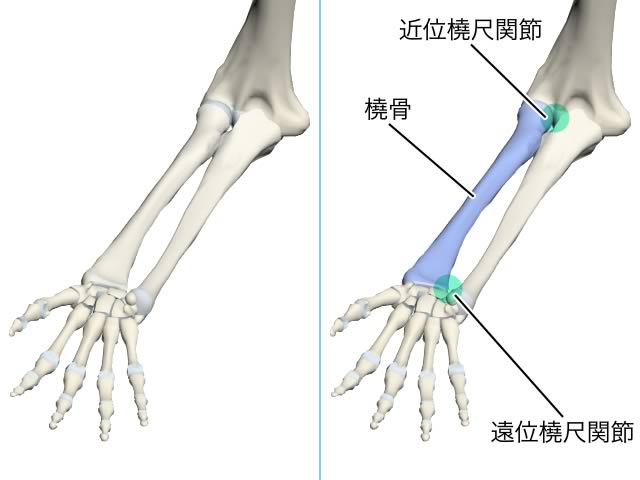 前腕の回内 回外 病気がみえるvol 11 運動器 整形外科