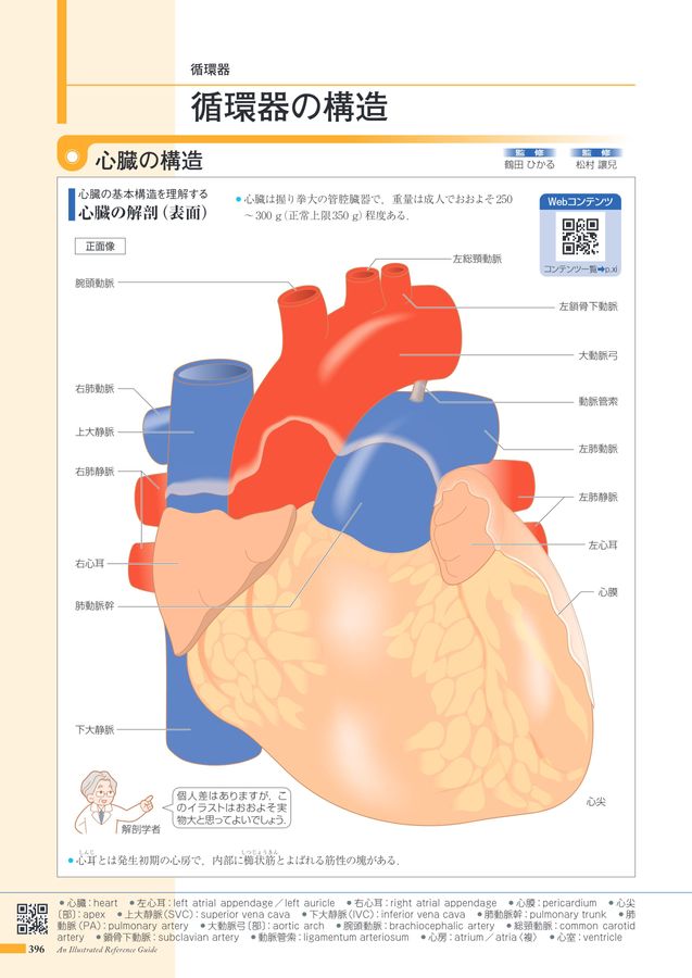 からだがみえる