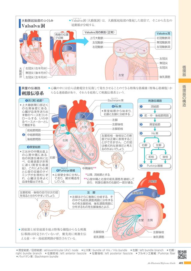 からだがみえる