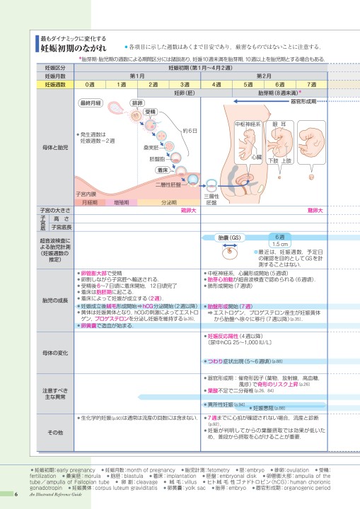 胎児 fl 成長してない