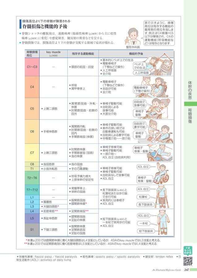 筋診断法精義 運動器の計測線・計測値ハンドブック【電子版】 | 医書.jp