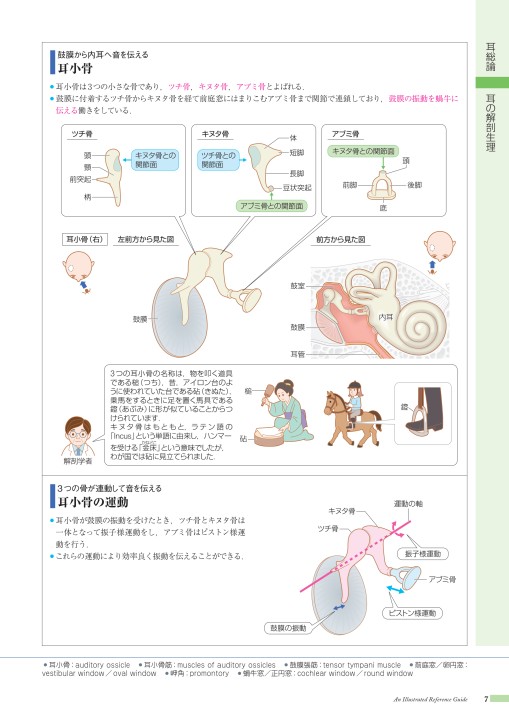 耳小骨 Amazon.co.jp: 耳小骨，20倍大，高精度モデル BONElike™ - 3B