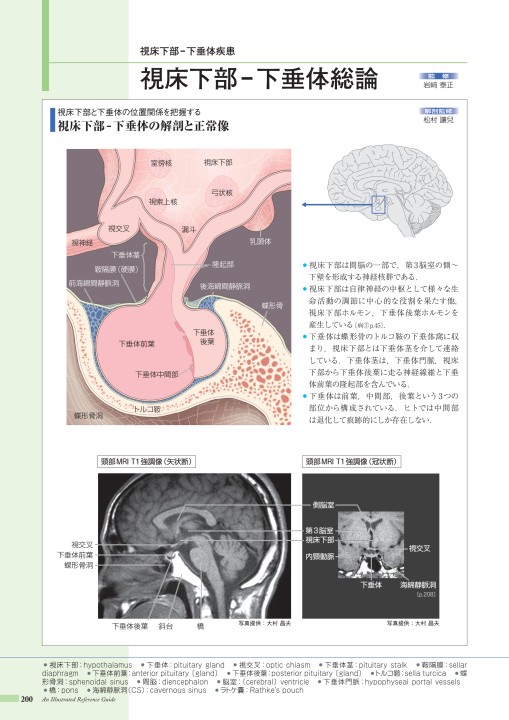 脳 下 垂体 後葉