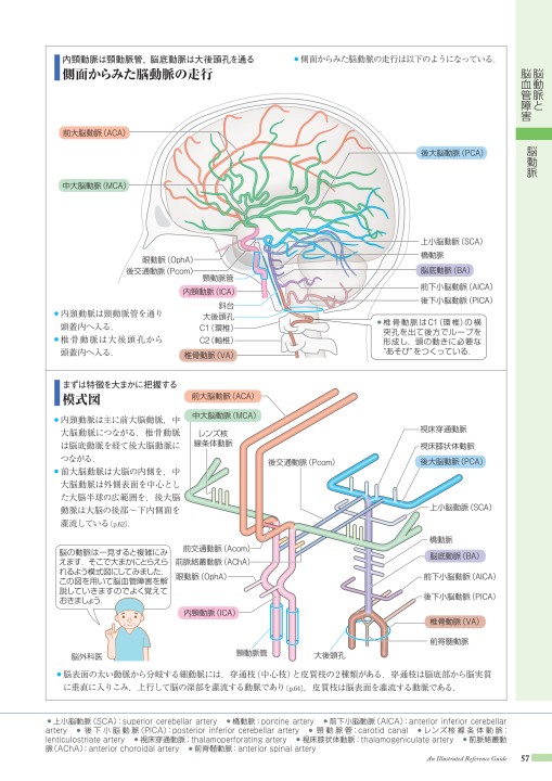 脳血管（内頸動脈、椎骨動脈）模型 脳血管（内頸動脈,椎骨動脈）模型 - メルカリ