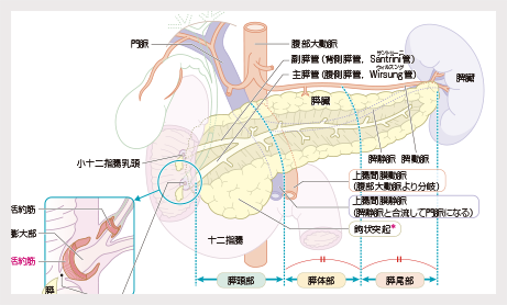 解剖図