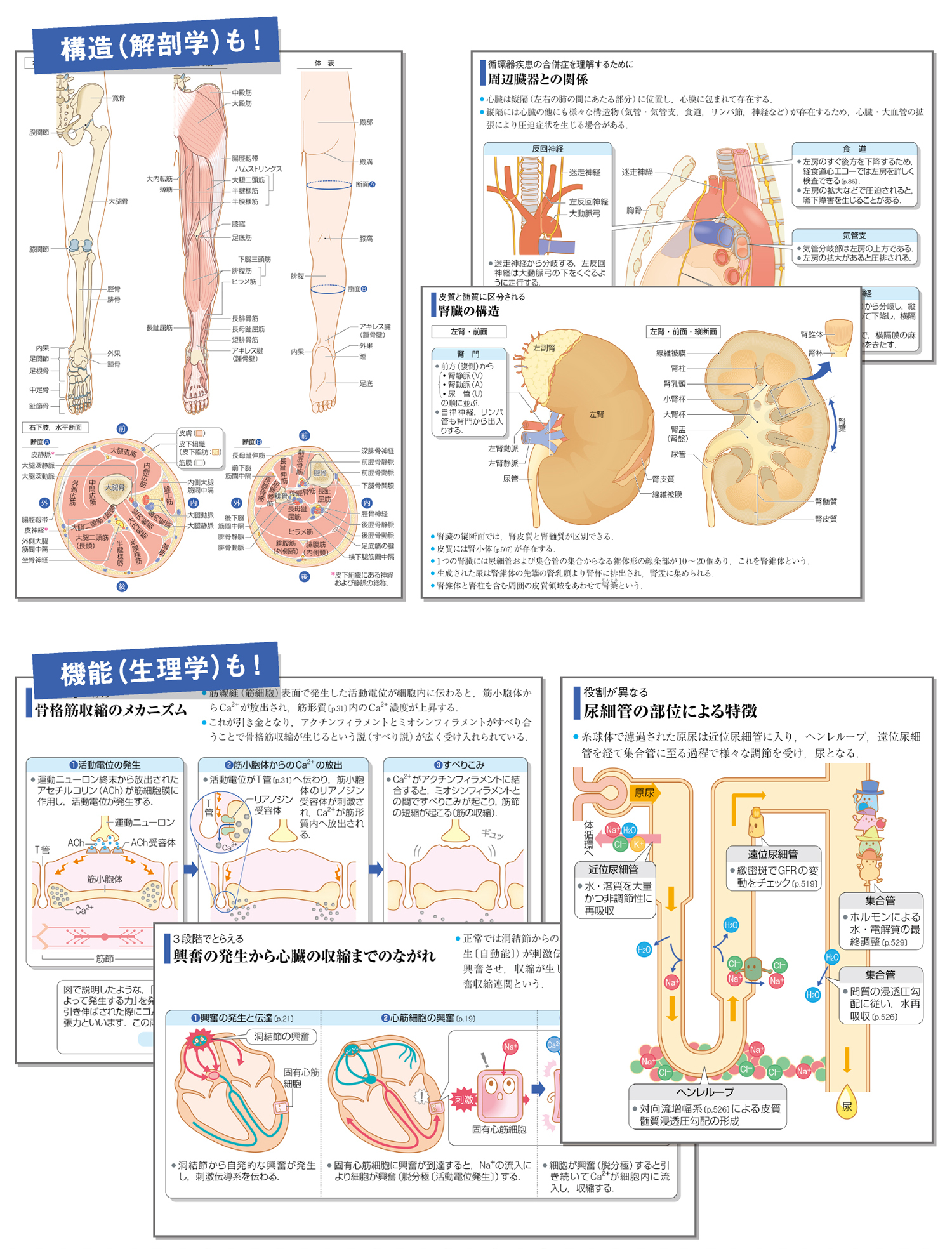 病気がみえる - チーム医療を担う医療人共通のテキスト